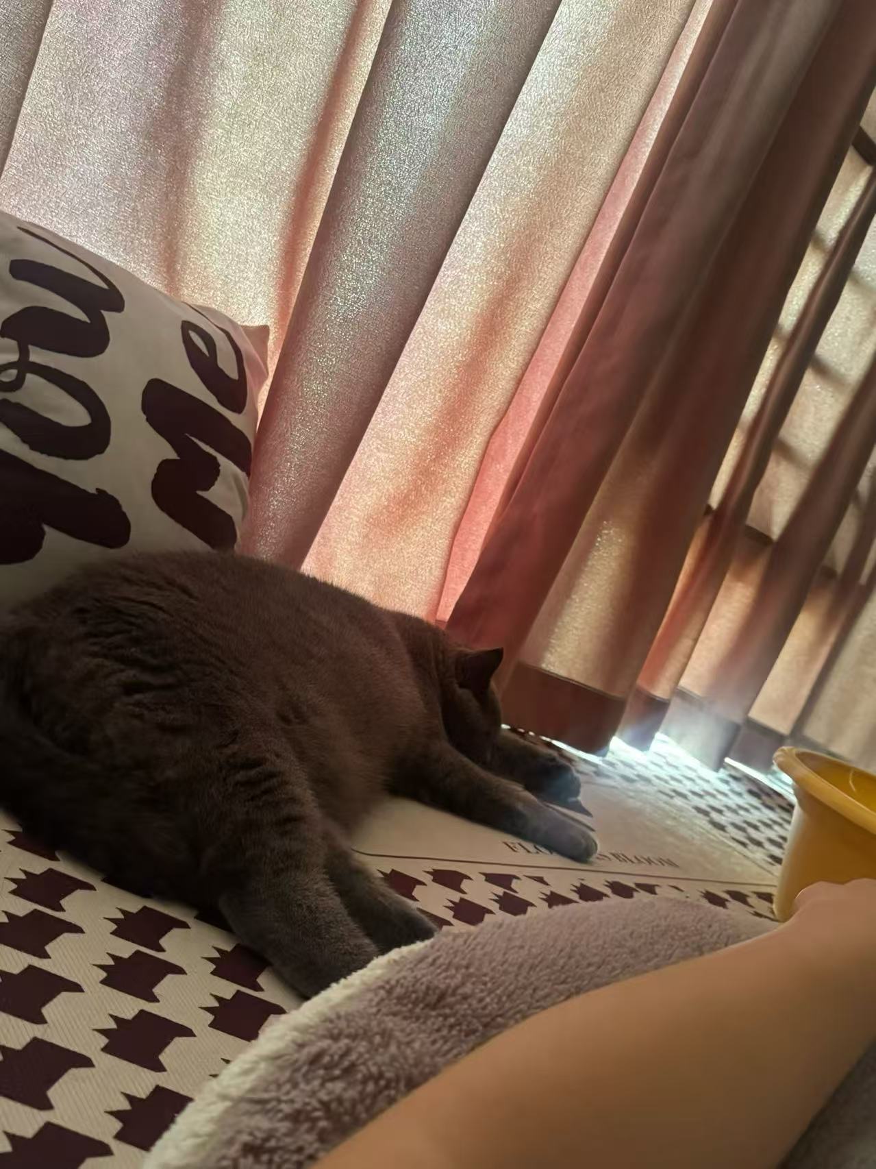 金豆豆在粉色窗帘旁睡大觉