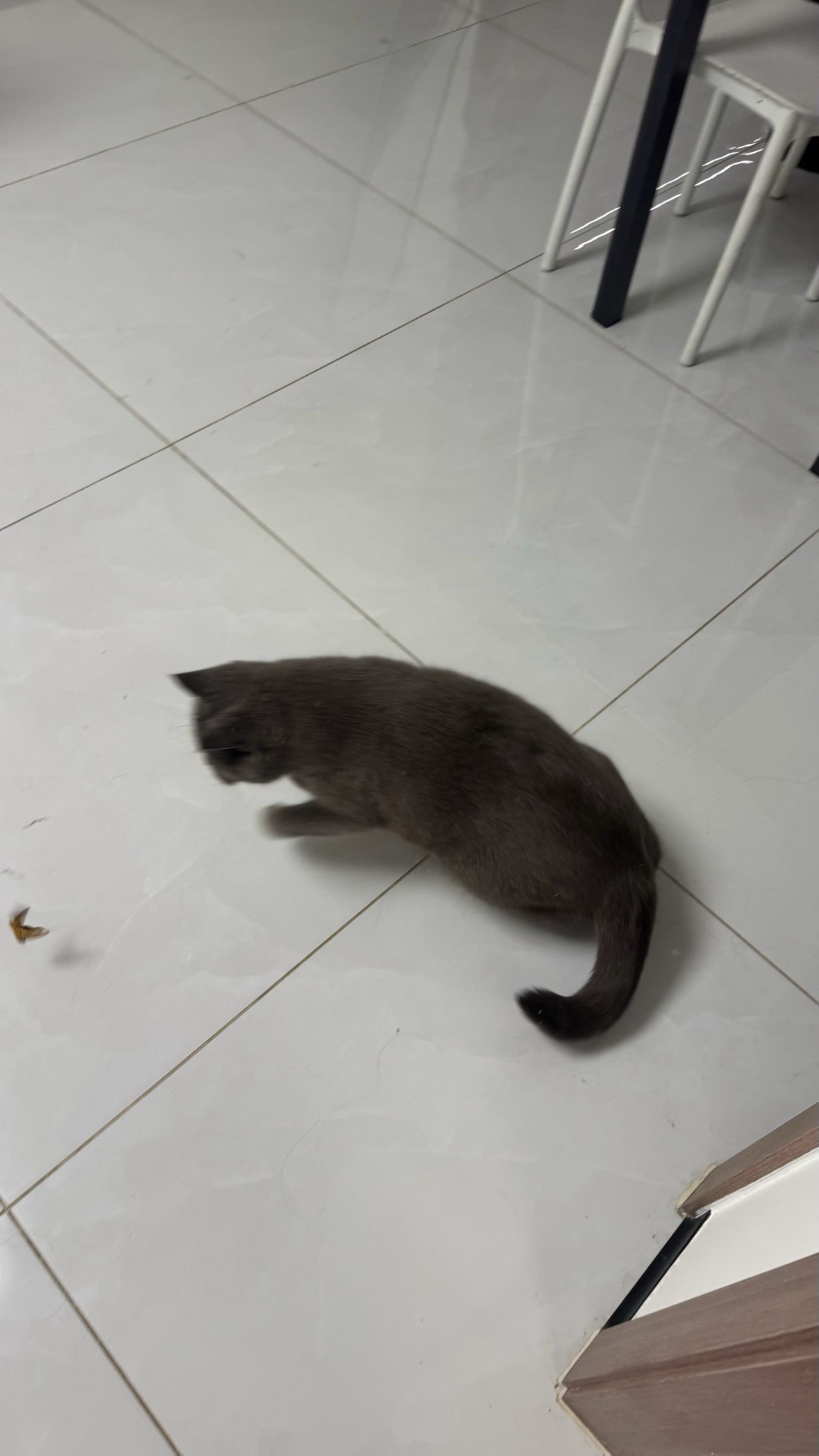 金豆豆在地板上伏身追击蛾子