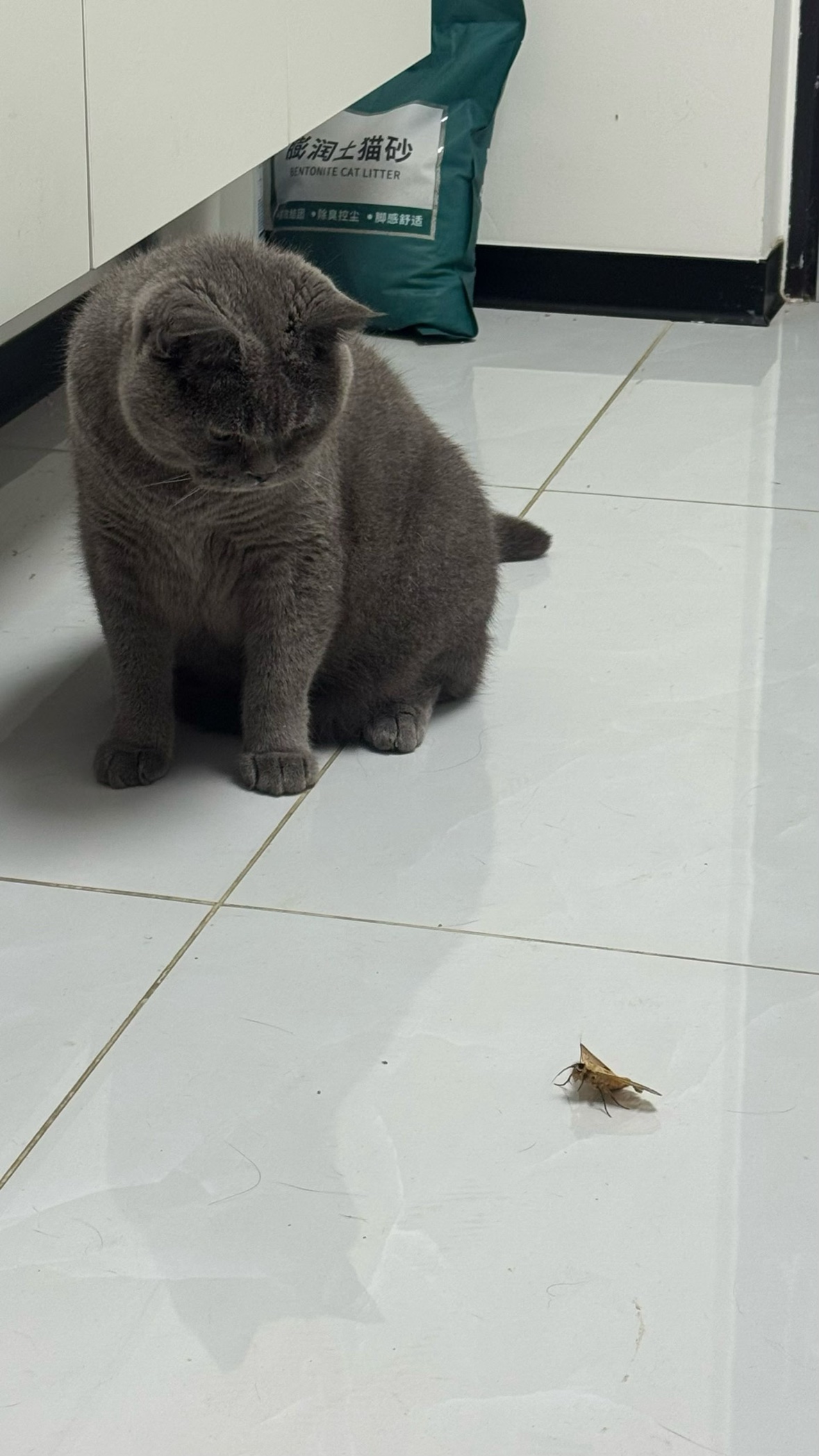 金豆豆坐在猫砂袋旁守着蛾子