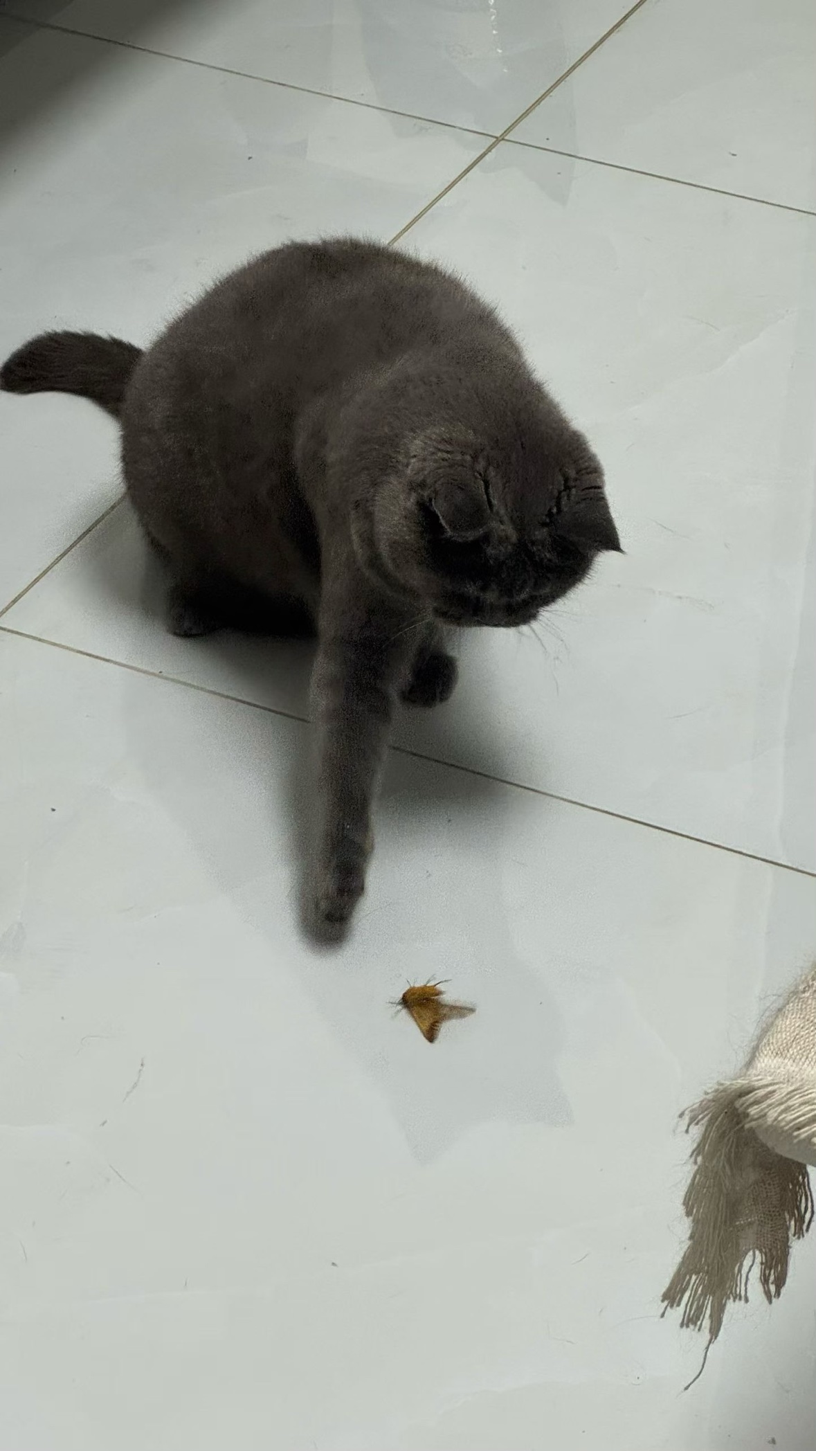 金豆豆伸出爪子够蛾子