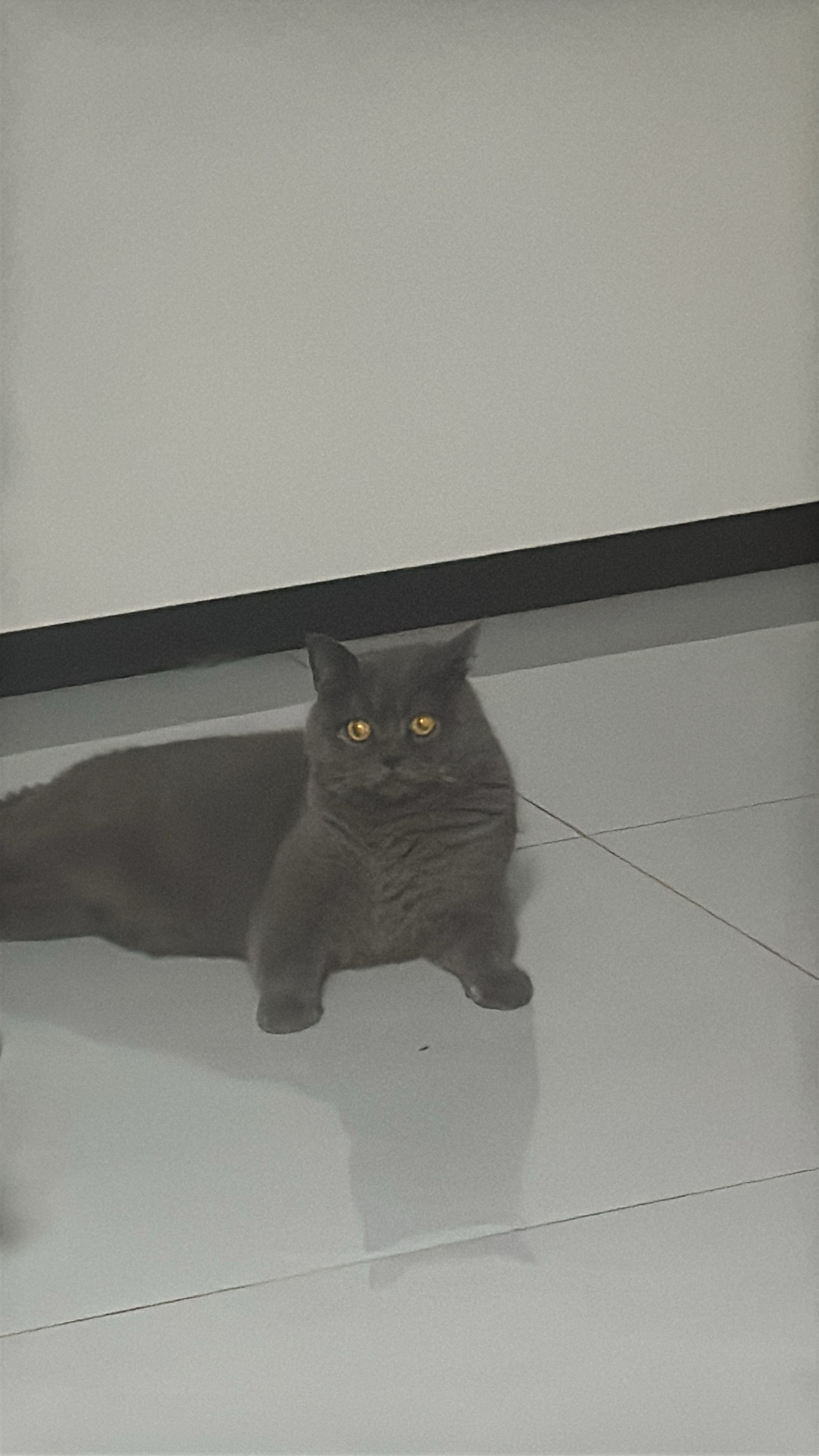金豆豆在墙角趴着看镜头