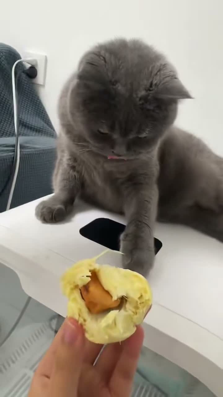 金豆豆闻榴莲视频海报
